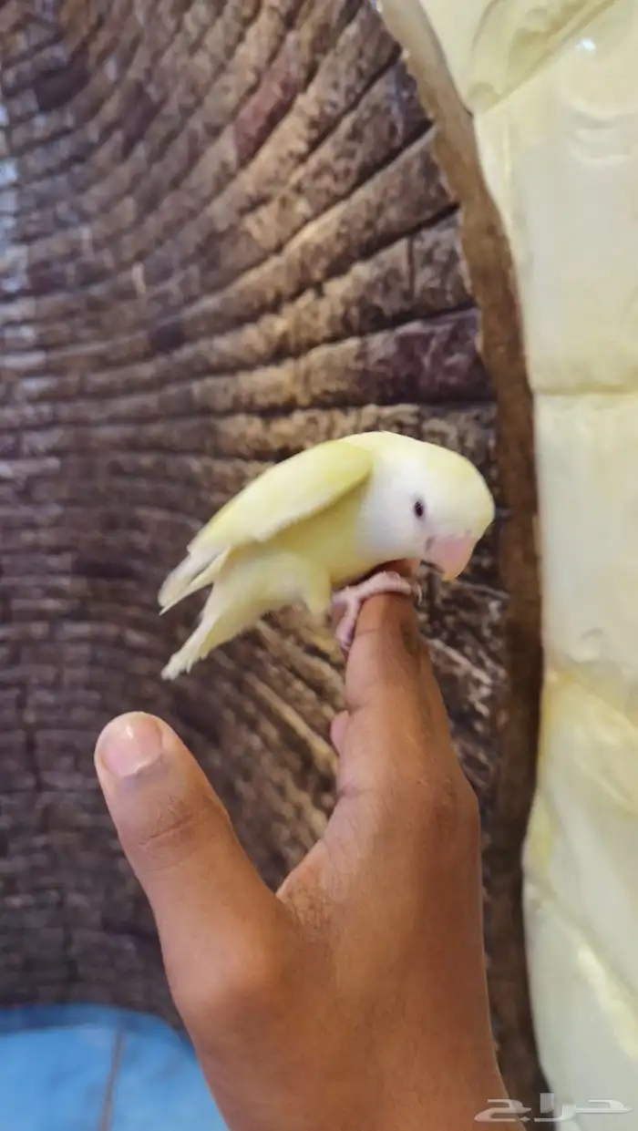 للبيع فرخ روز 3