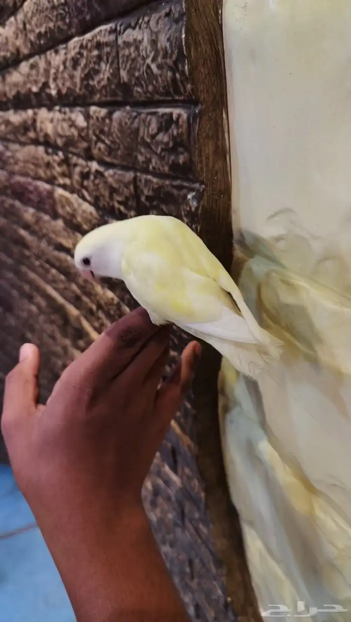 للبيع فرخ روز 1