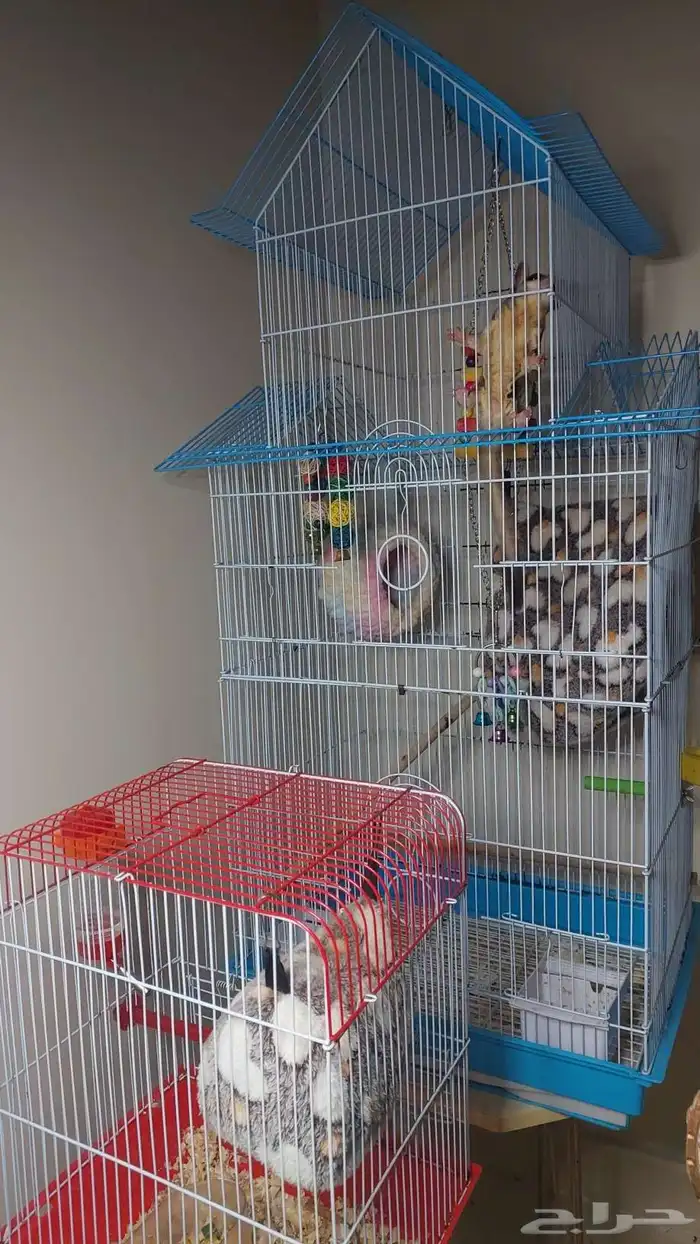 زوج سنجاب طائر منتج 0