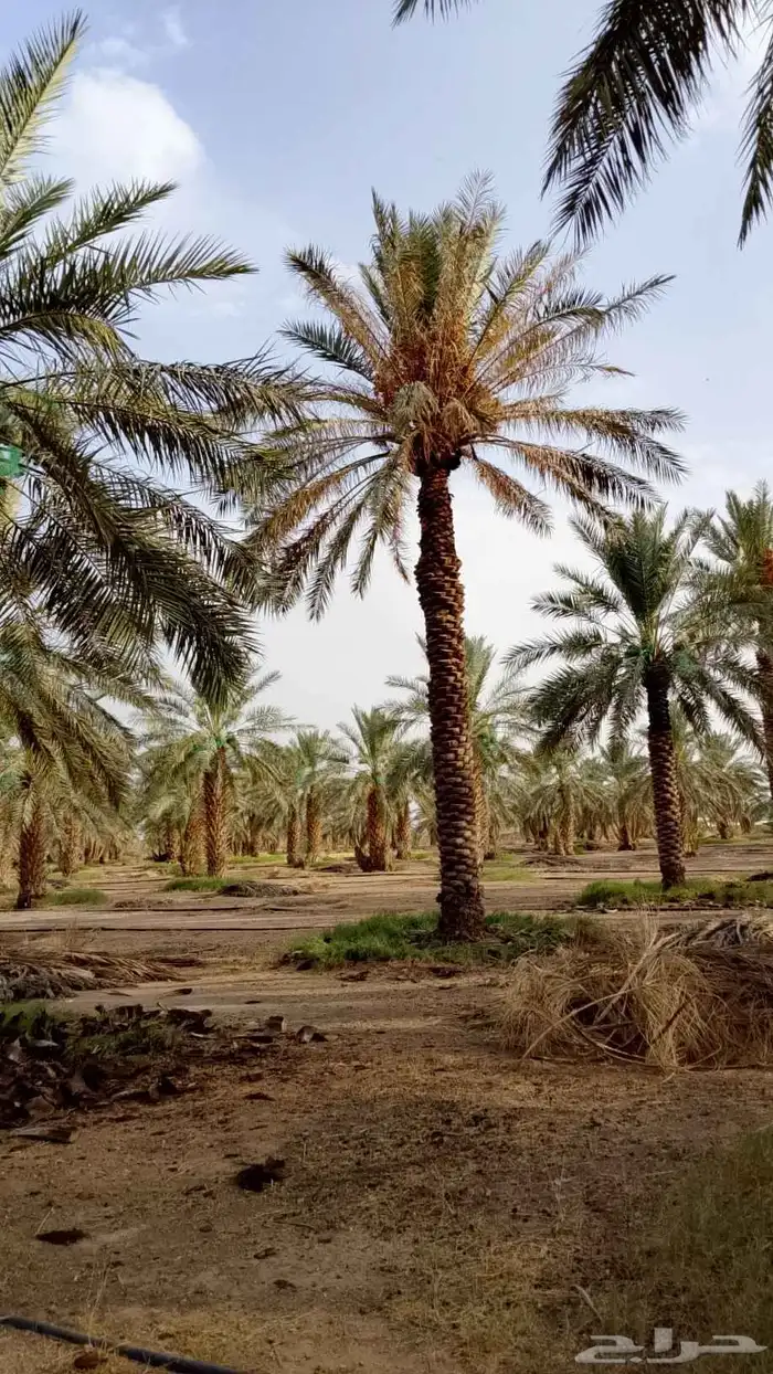 تنظيف النخيل 7