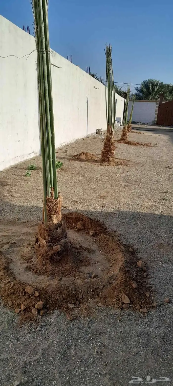 السلام عليكم ورحمه الله وبركاته عندنا نخل طيب متواجد في مكه 2