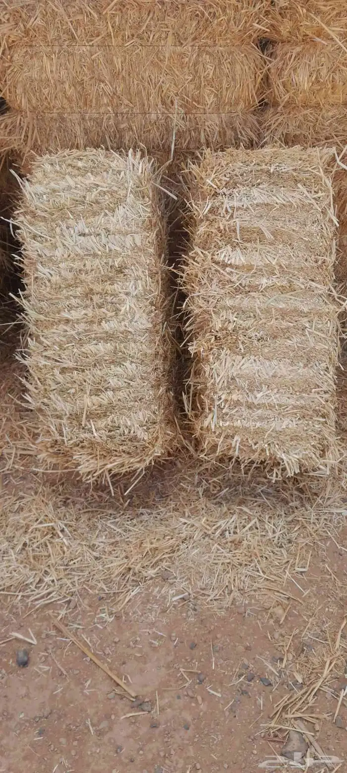 تبن شعير جديد شد جندير 0