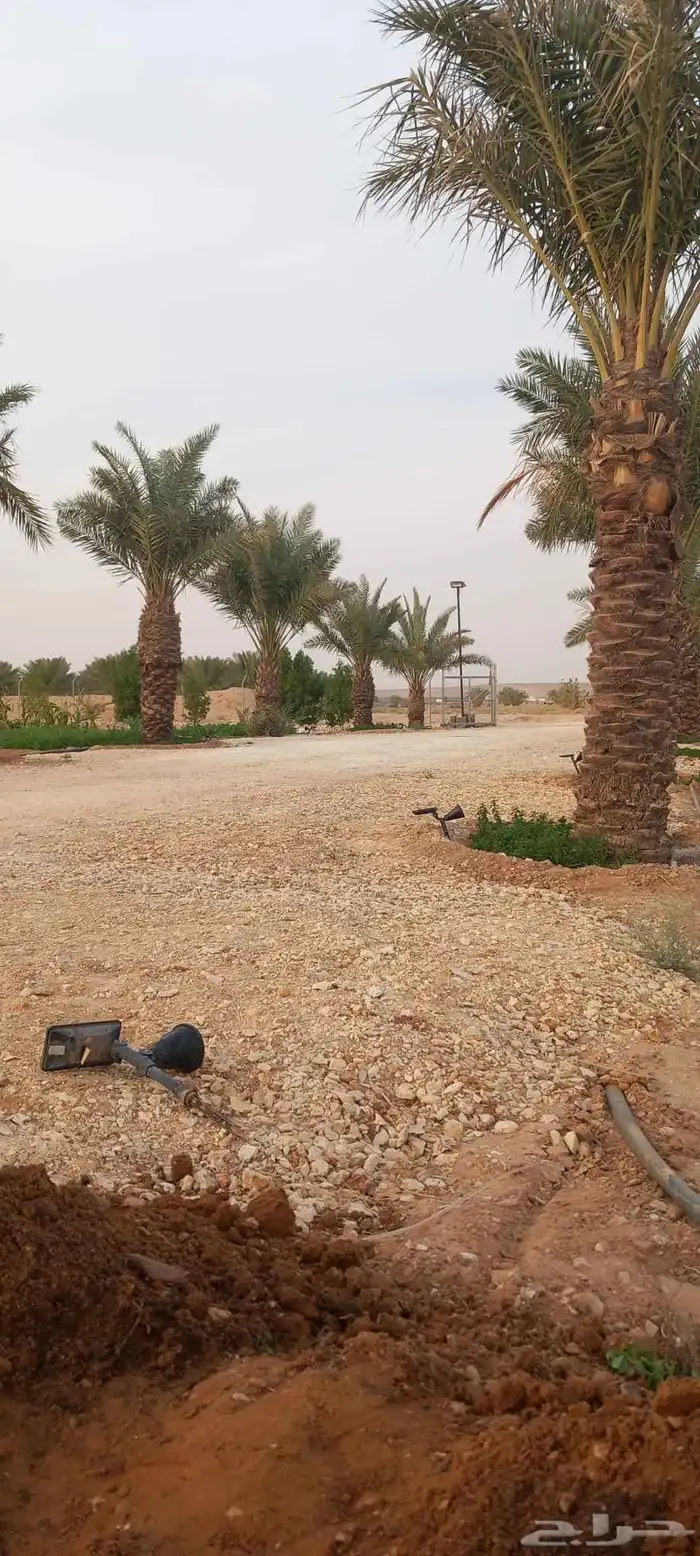 متخصصون في مجال البناء وزراعه النخل  جميع مناطق المملكه ا 0