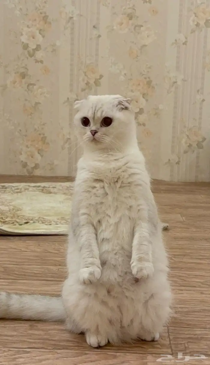 قطة سكوتش فولد 1