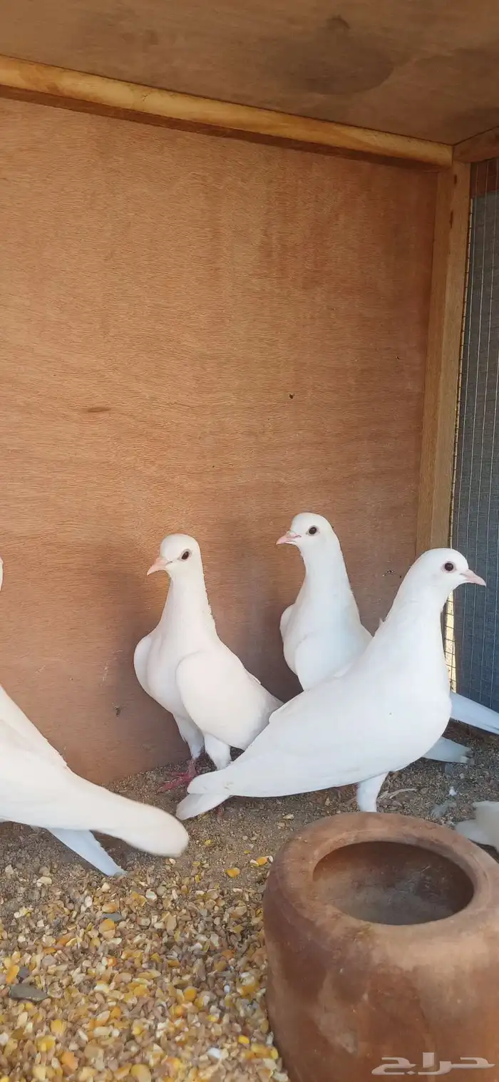 حمام صنعاني ابيض 0
