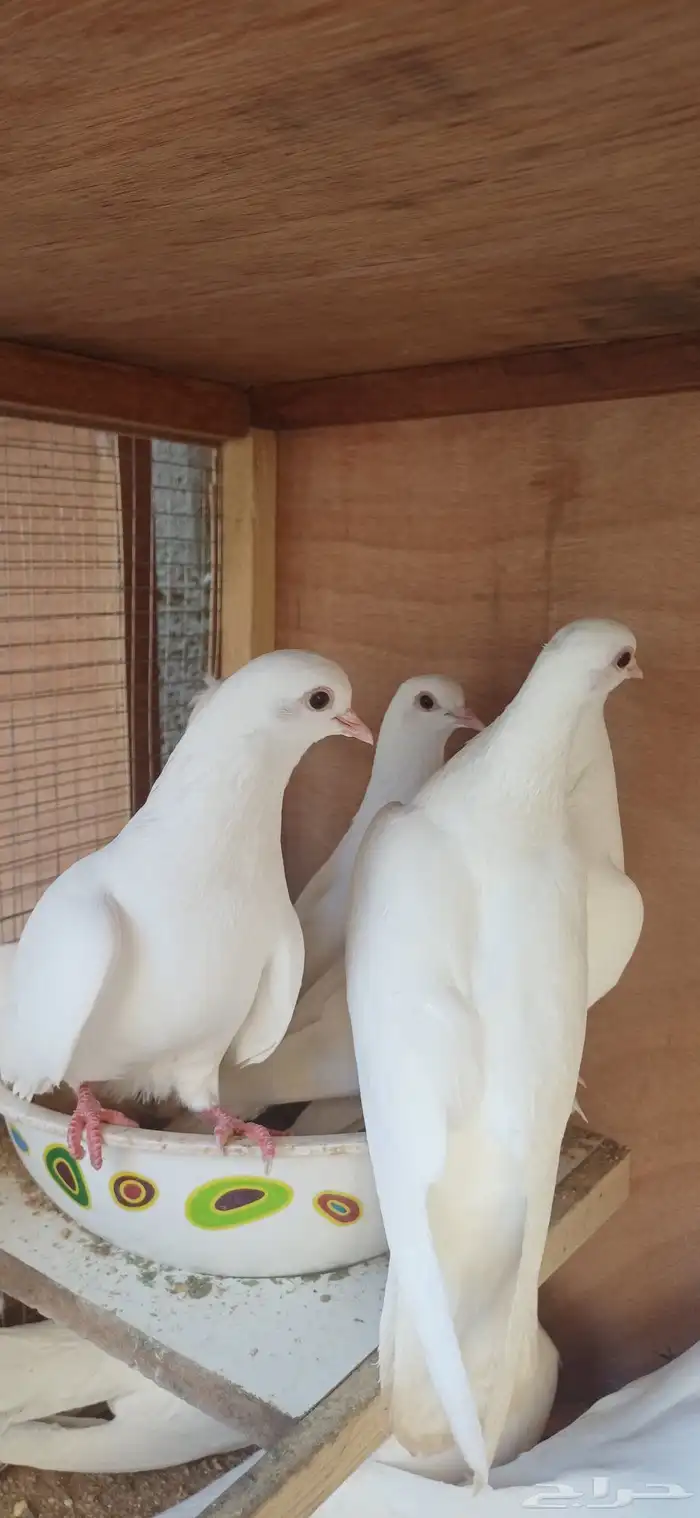 حمام صنعاني ابيض 1