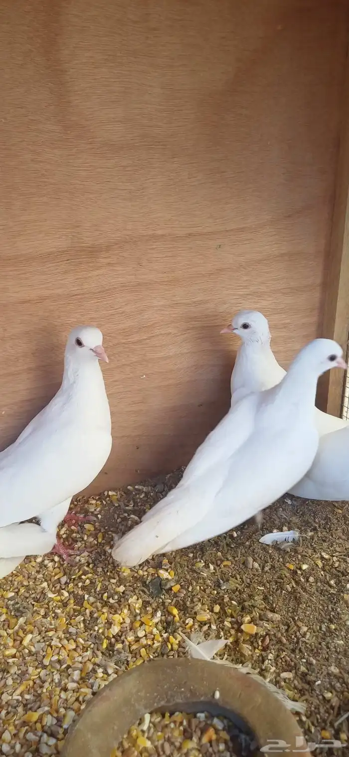 حمام صنعاني ابيض 2