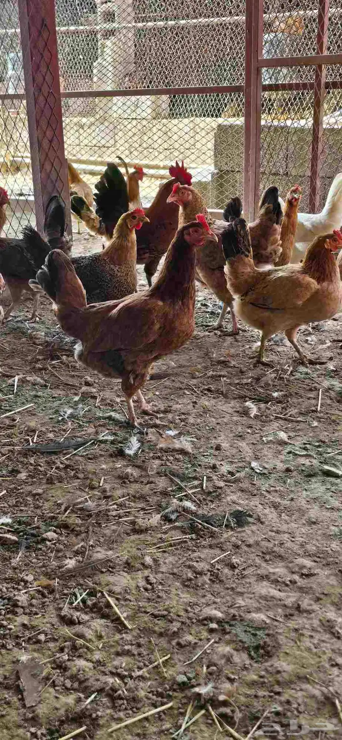 دجاج للبيع 1