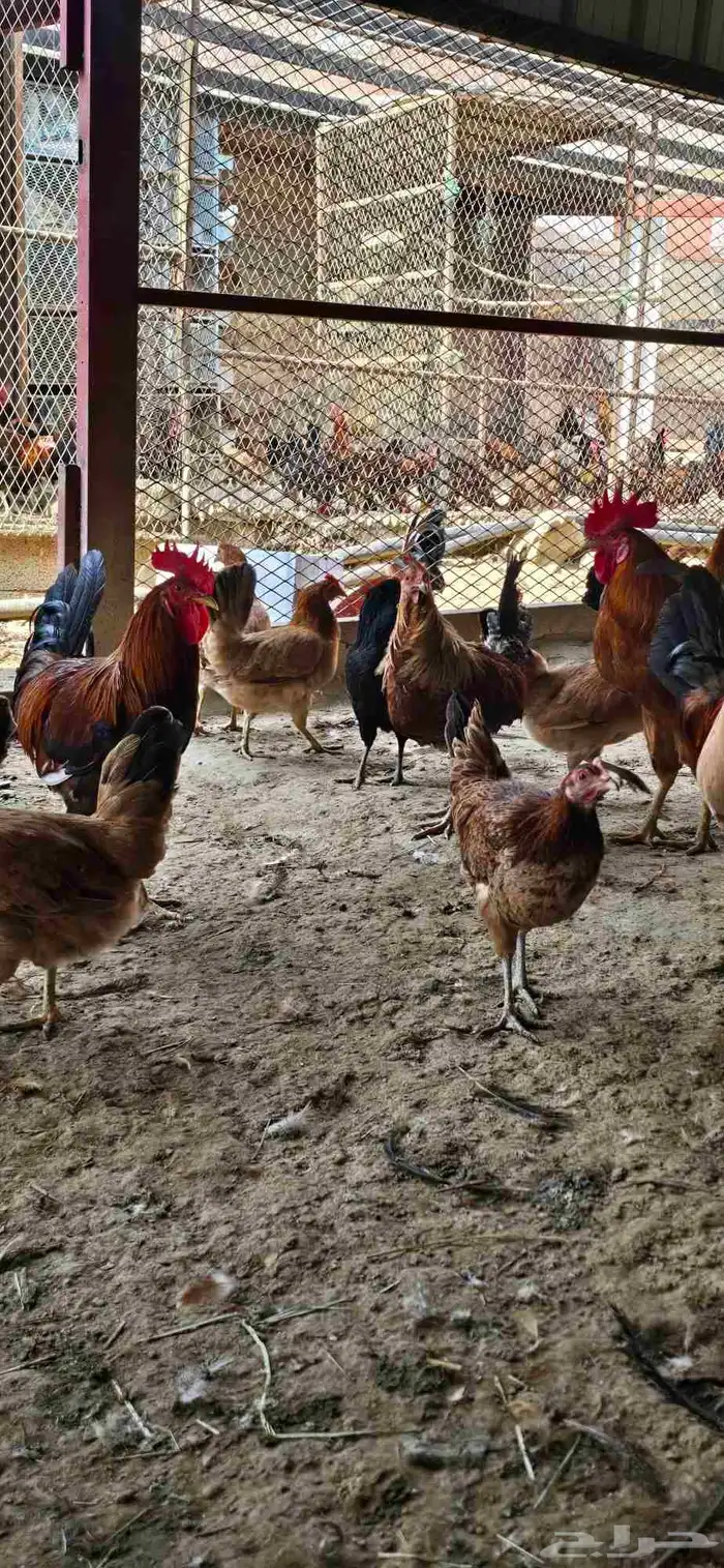 دجاج للبيع 3