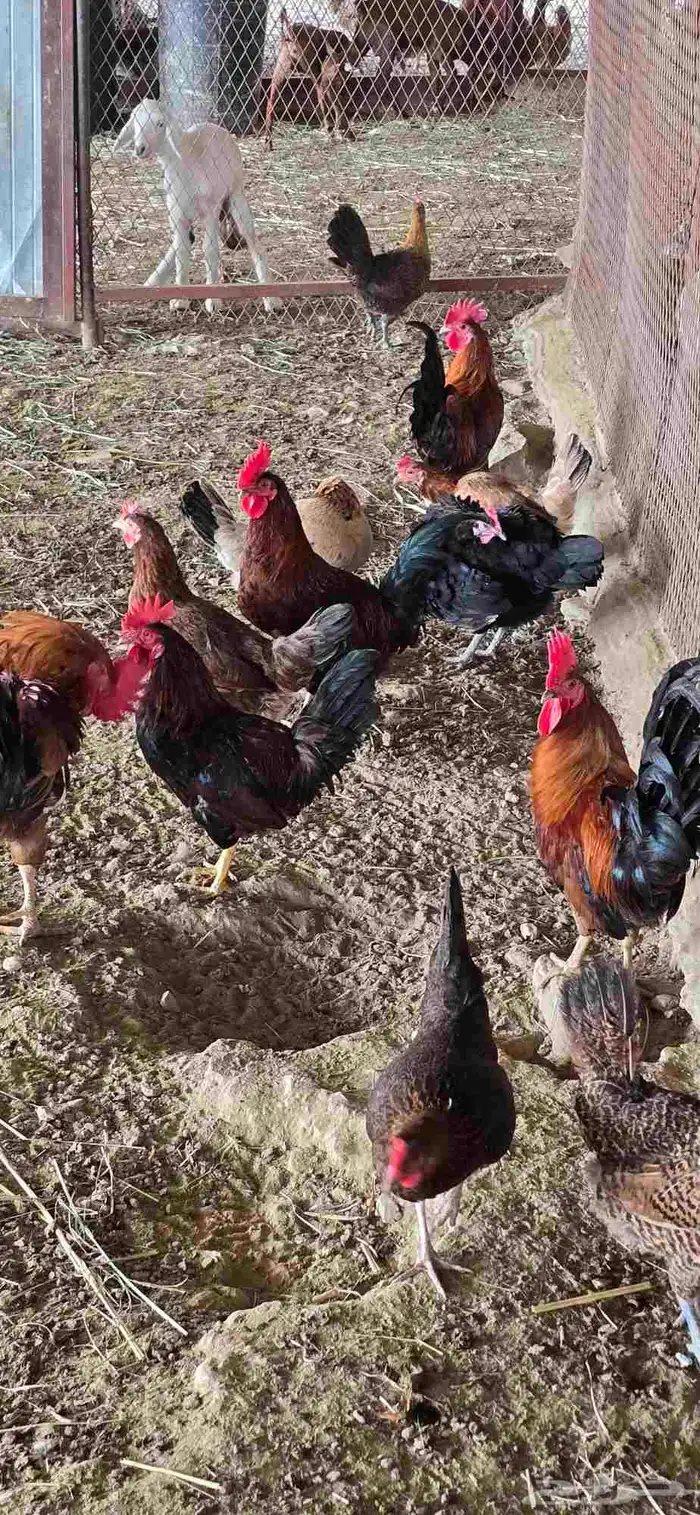 دجاج للبيع 4