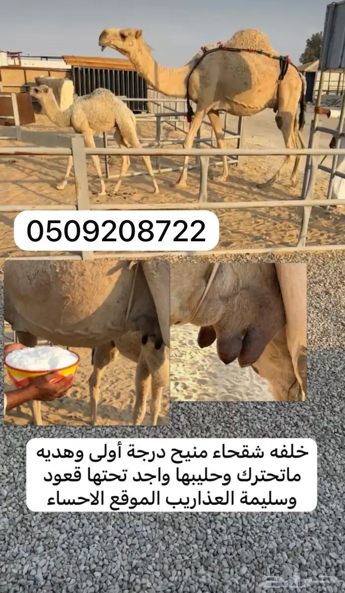 خلفه منيح درجة أولى وهديه والحليب واجد 0