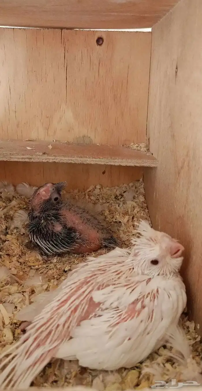 السلام عليكم ورحمة الله وبركاته  طيوركروان للبيع قد انتج 2