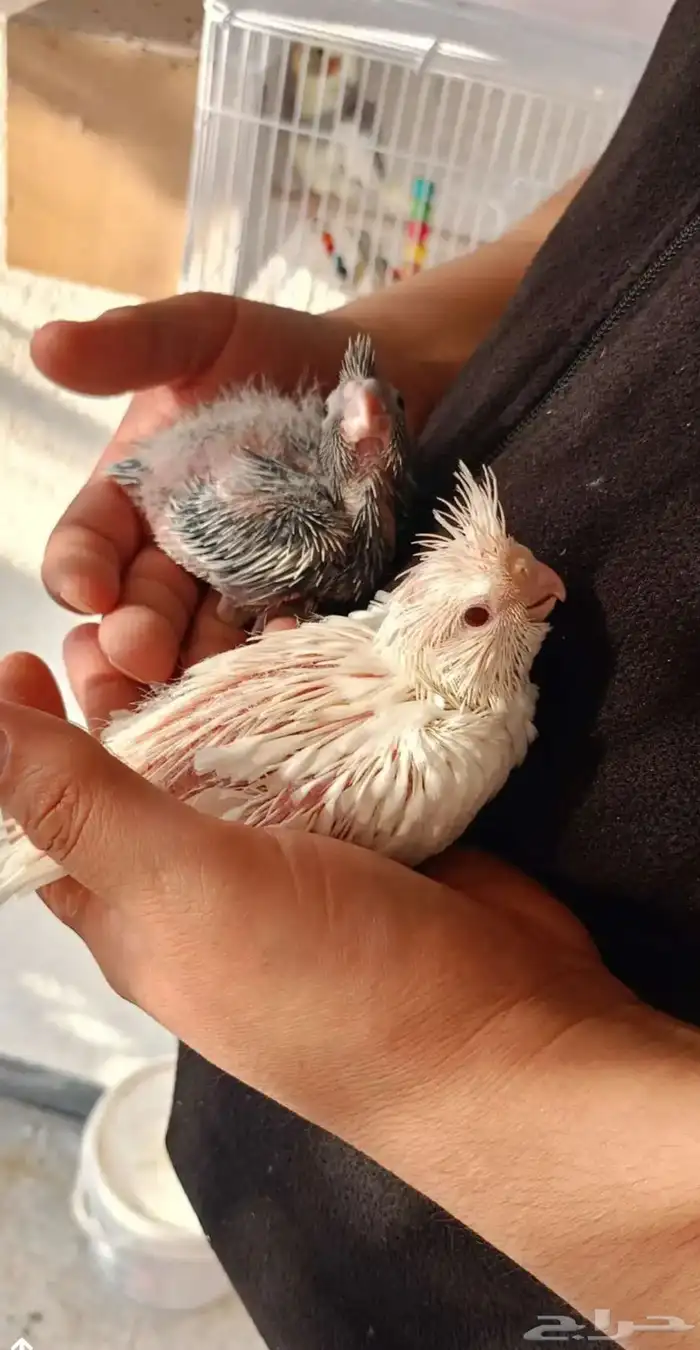 السلام عليكم ورحمة الله وبركاته  طيوركروان للبيع قد انتج 4