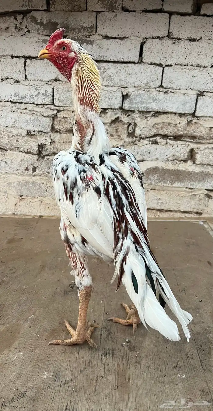 للبيع ديك سندي توب 0