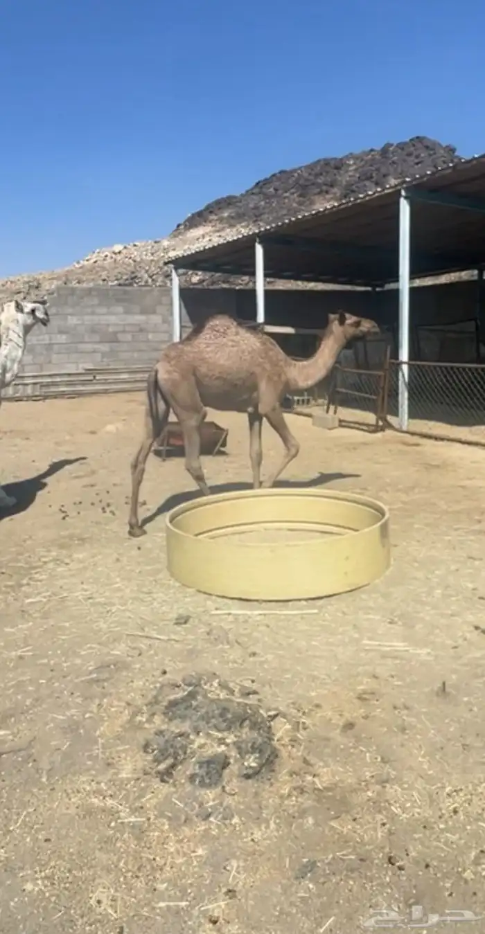 بكره للبيع 2