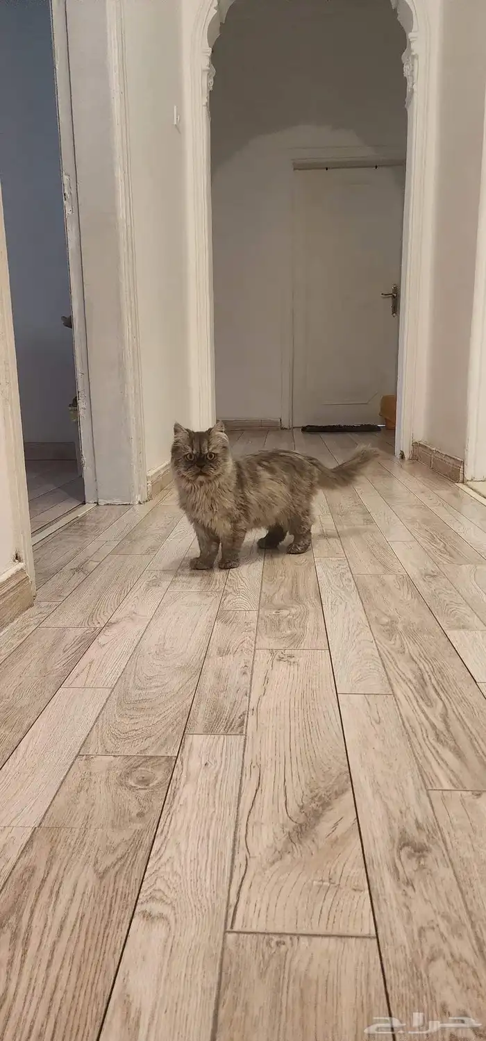 قطه فارسيه للتبني لقيتها في الشارع 1