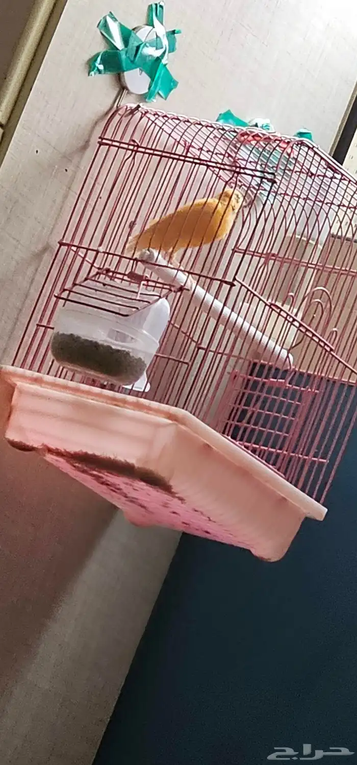 للبيع كناري اقبل البدل 0