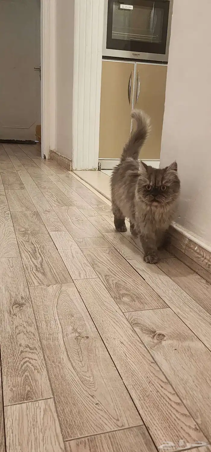 قطه فارسيه للتبني لقيتها في الشارع 2