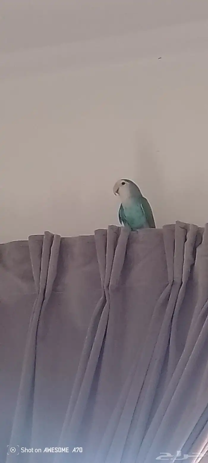 السلام عليكم اللي عندي طيور للتبني انا اتبناها 1