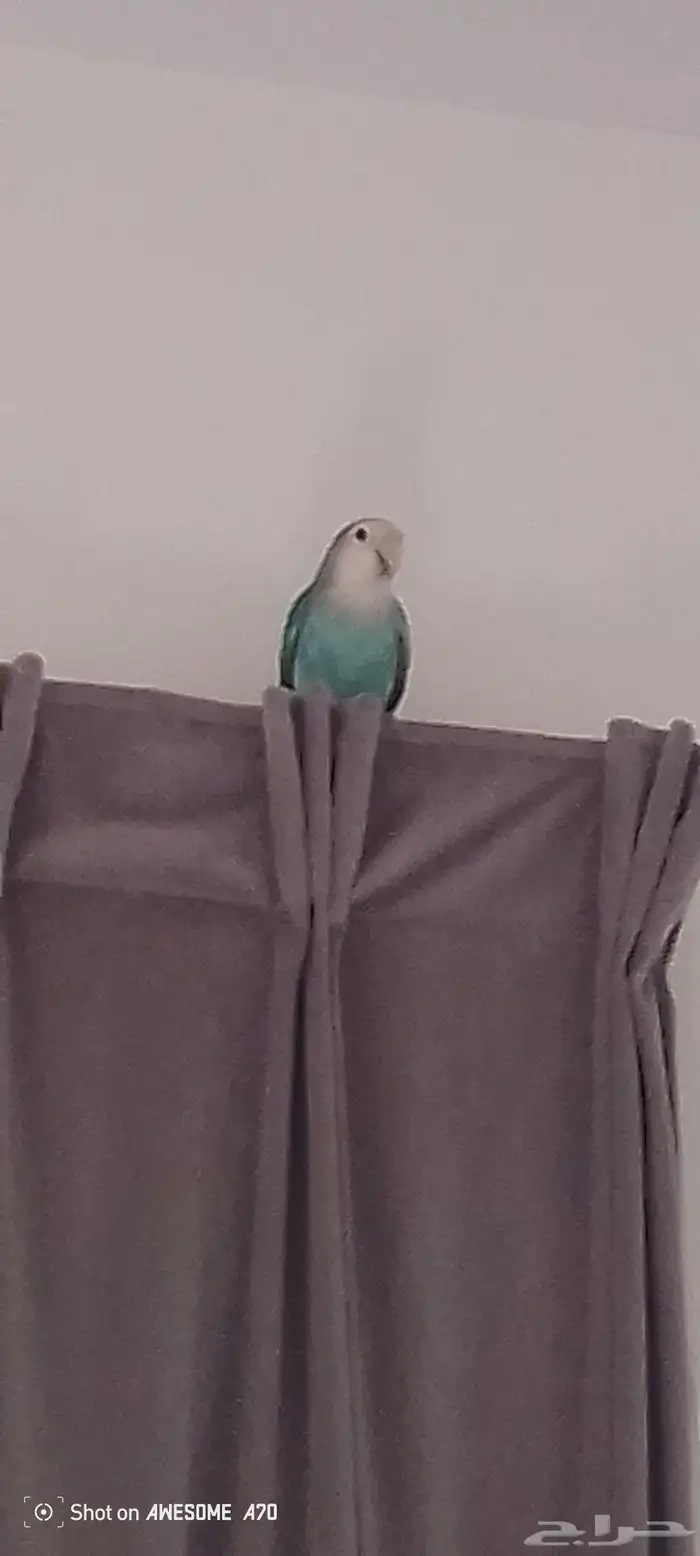 السلام عليكم اللي عندي طيور للتبني انا اتبناها 0