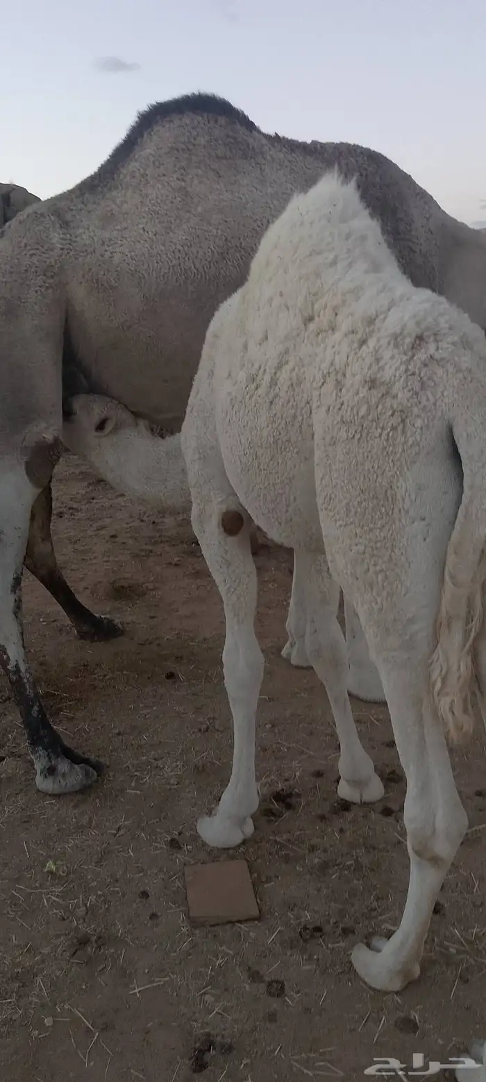 حشوان للبيع 3