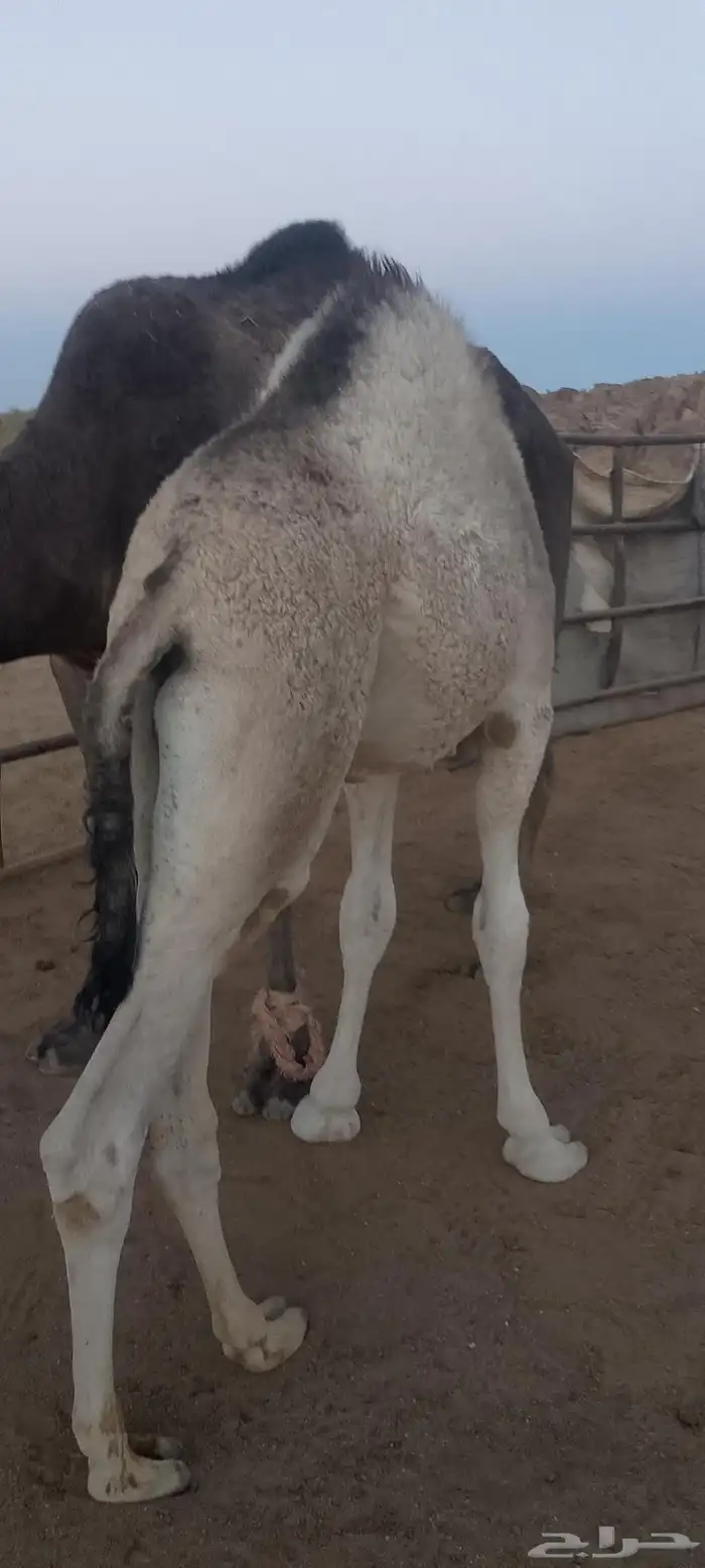 حشوان للبيع 2