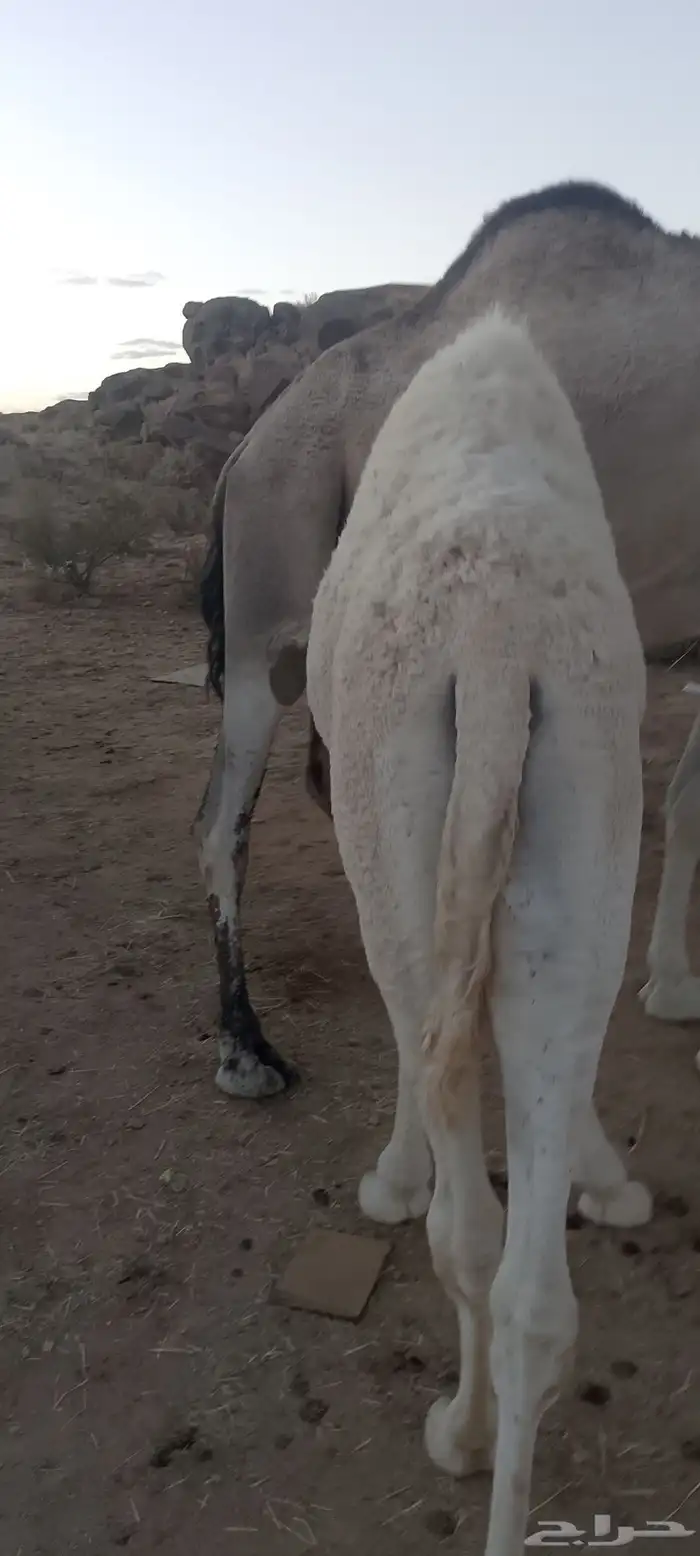 حشوان للبيع 1