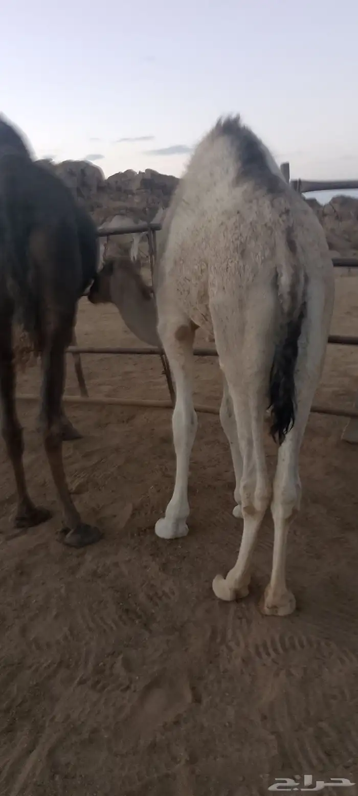 حشوان للبيع 0