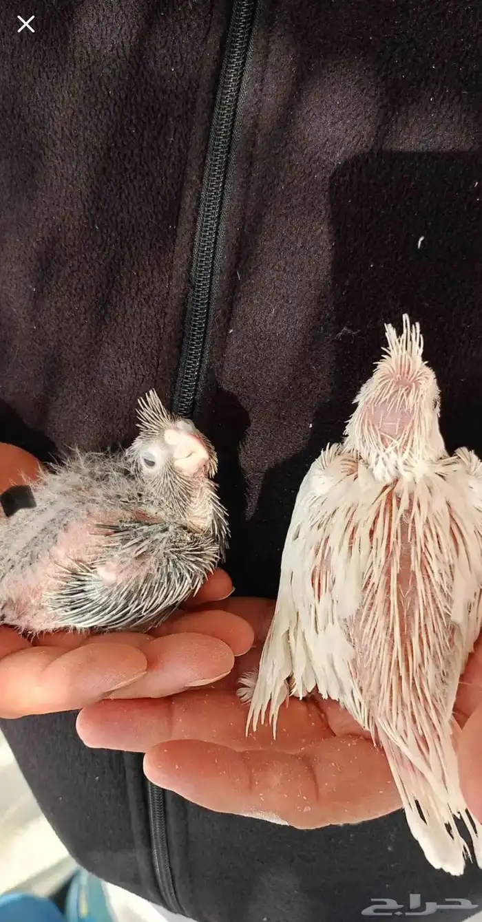 السلام عليكم ورحمة الله وبركاته  طيوركروان للبيع قد انتج 3