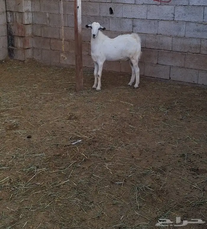 تيس بلدي مخصي فل الفل 2