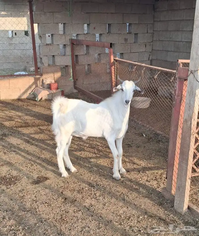 تيس بلدي مخصي فل الفل 0