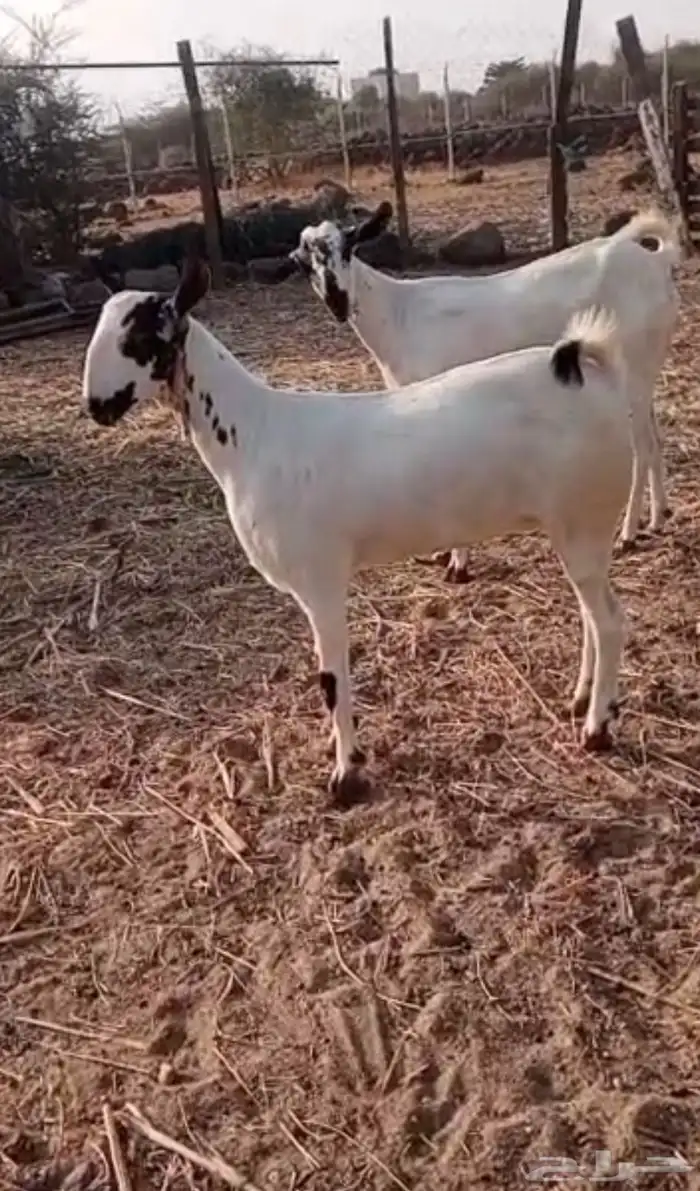 جفره فاخره 2