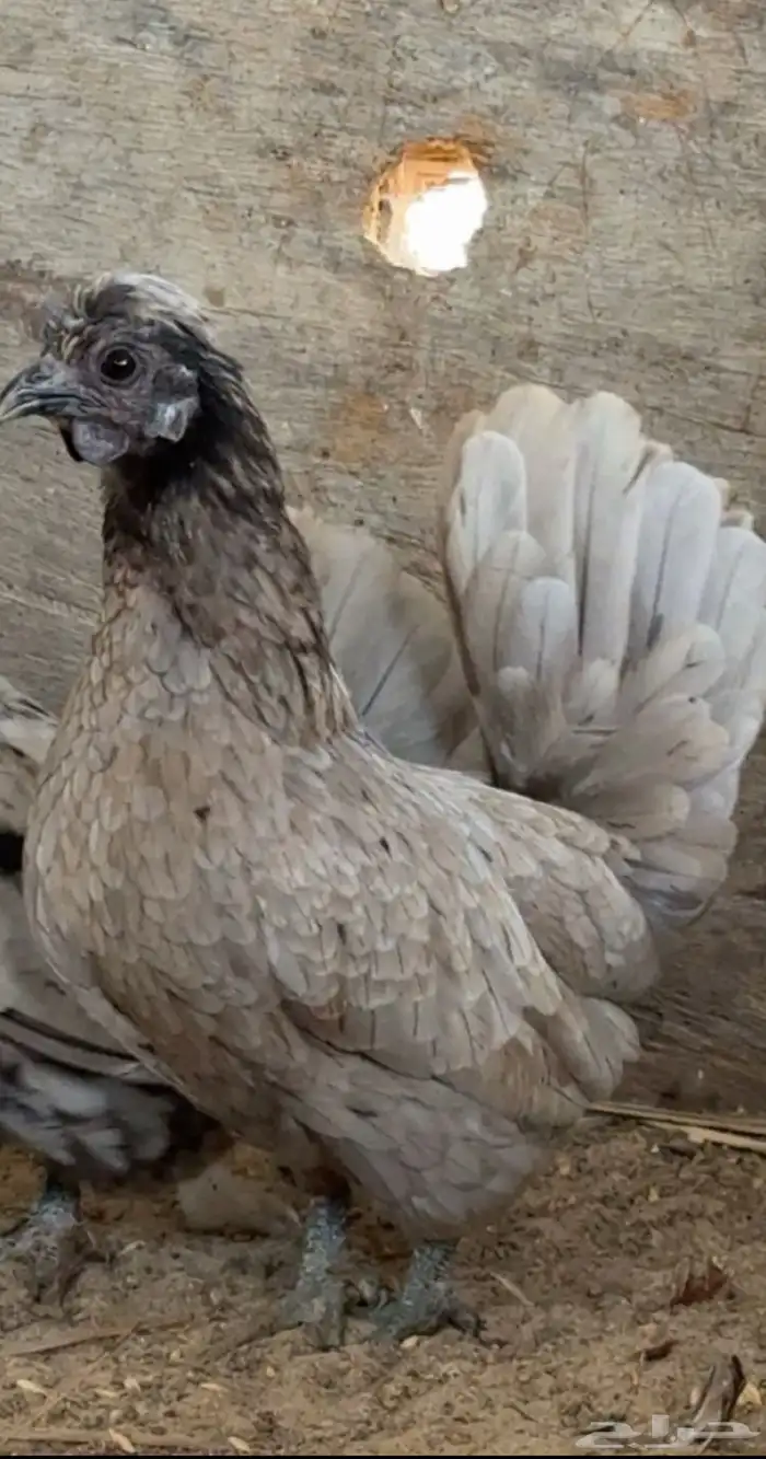 دجاج حباحب 0