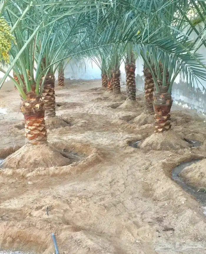 زرع طبيعي عشب طبيعي شبكات راي اشجار نباتات احواض زراعة طبيعي 13