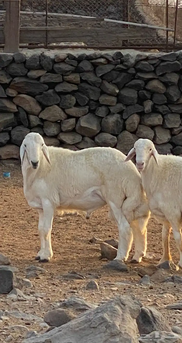 مشروف فحل انتاج المراح 3