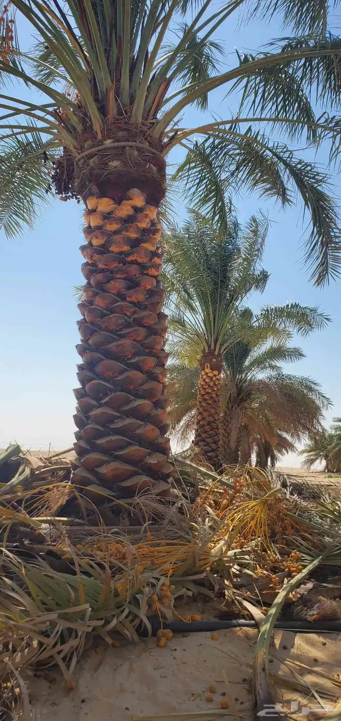 خدمات النخيل العامة والاشجار 0