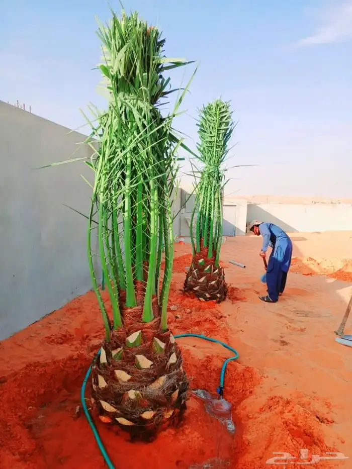 نخل مثمر نقايل جثايث نخل واشنطني اخلاص سكري برحي صقعي مجدول 7