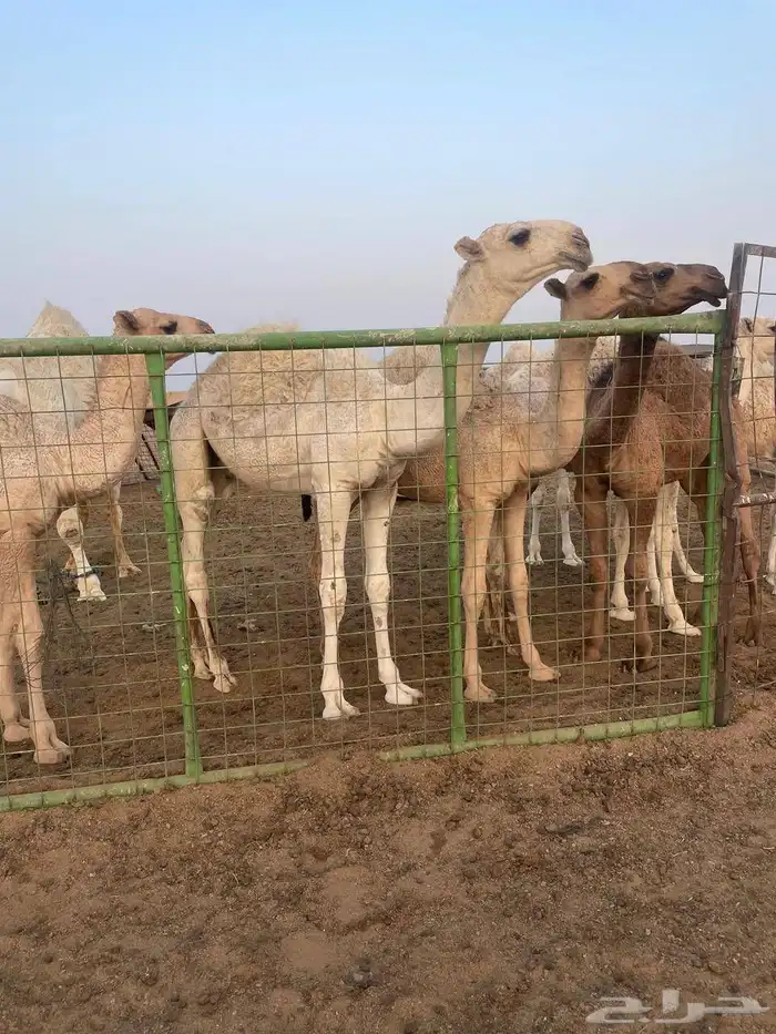 بعير رماني 0