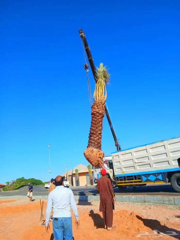 نخل مثمر نقايل جثايث نخل واشنطني اخلاص سكري برحي صقعي مجدول 1