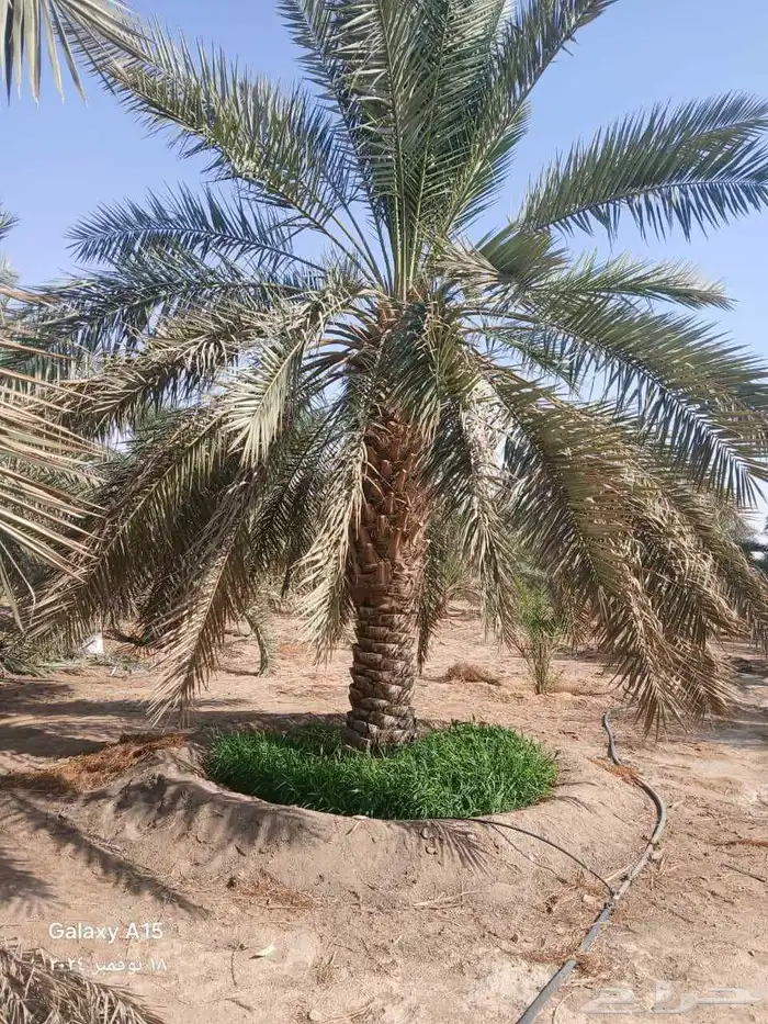 نخل عربي واشنطني خلاض برحي صقعي شيشي مجدول سكري فسايل 15