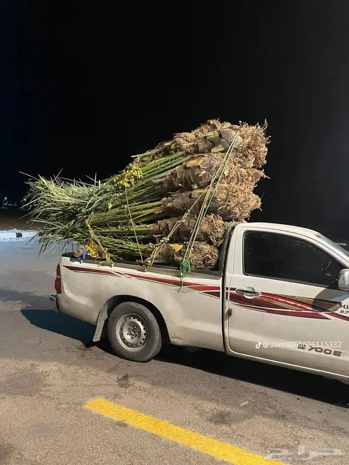 مشاءالله تبارك الله نخل وصل اليوم اشمال 2