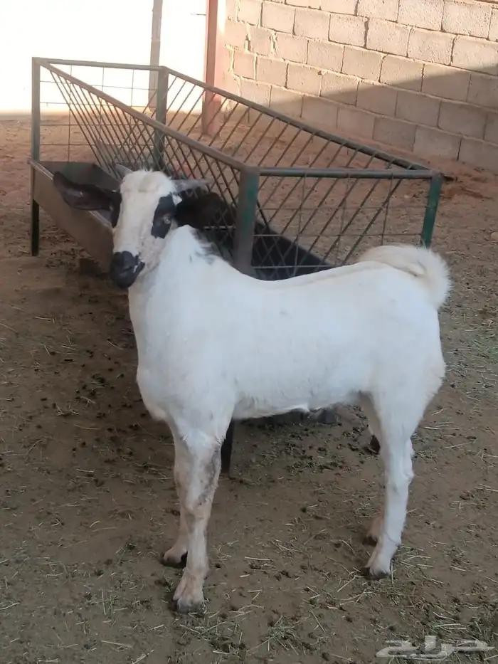 مشروع فحل بيشي العمر سبع شهور 0