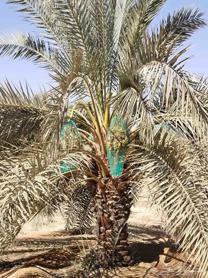 يوجد لدينا نخل عربي ووشنطني من متر الى سبعه متر متوفره 6
