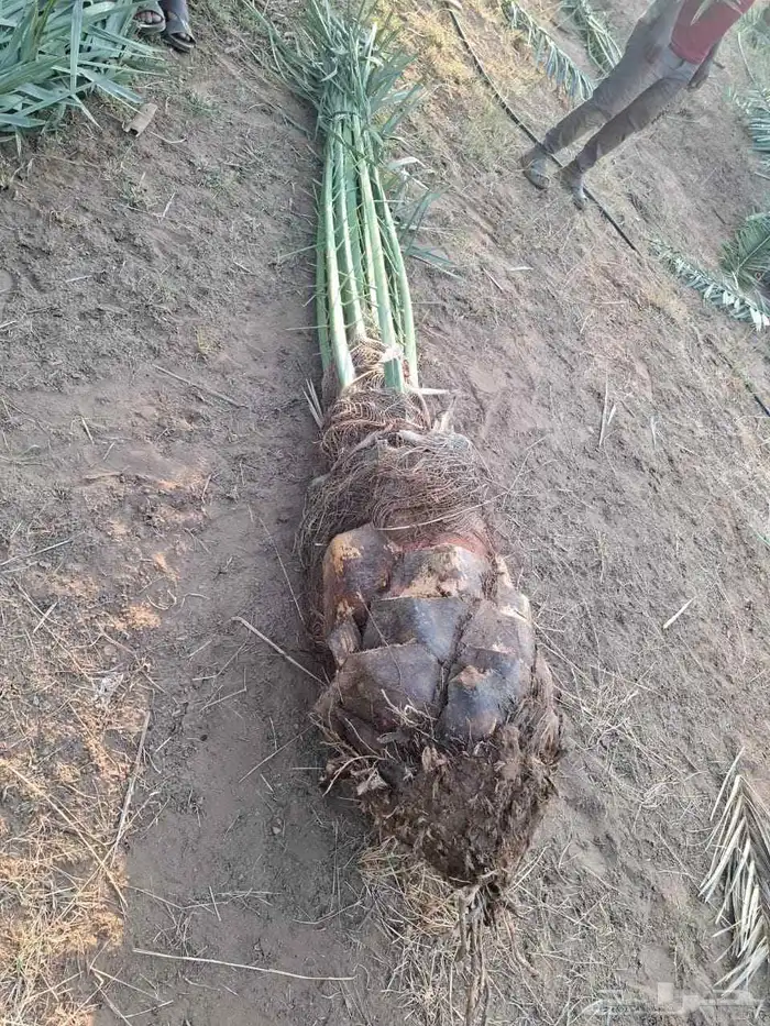 السلام عليكم ورحمه الله وبركاته عندنا نخل طيب متواجد في مكه 4