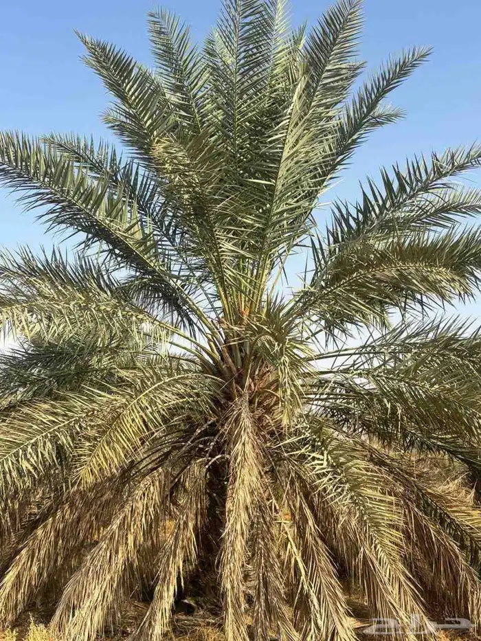 نخل عربي واشنطني خلاض برحي صقعي شيشي مجدول سكري فسايل 12