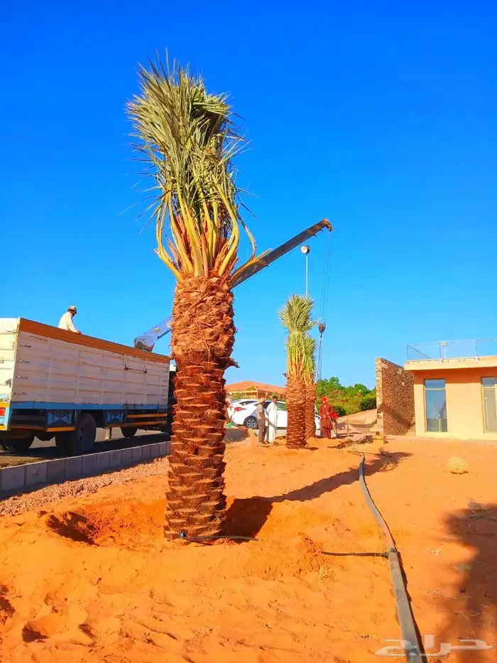 نخل مثمر نقايل جثايث نخل واشنطني اخلاص سكري برحي صقعي مجدول 3