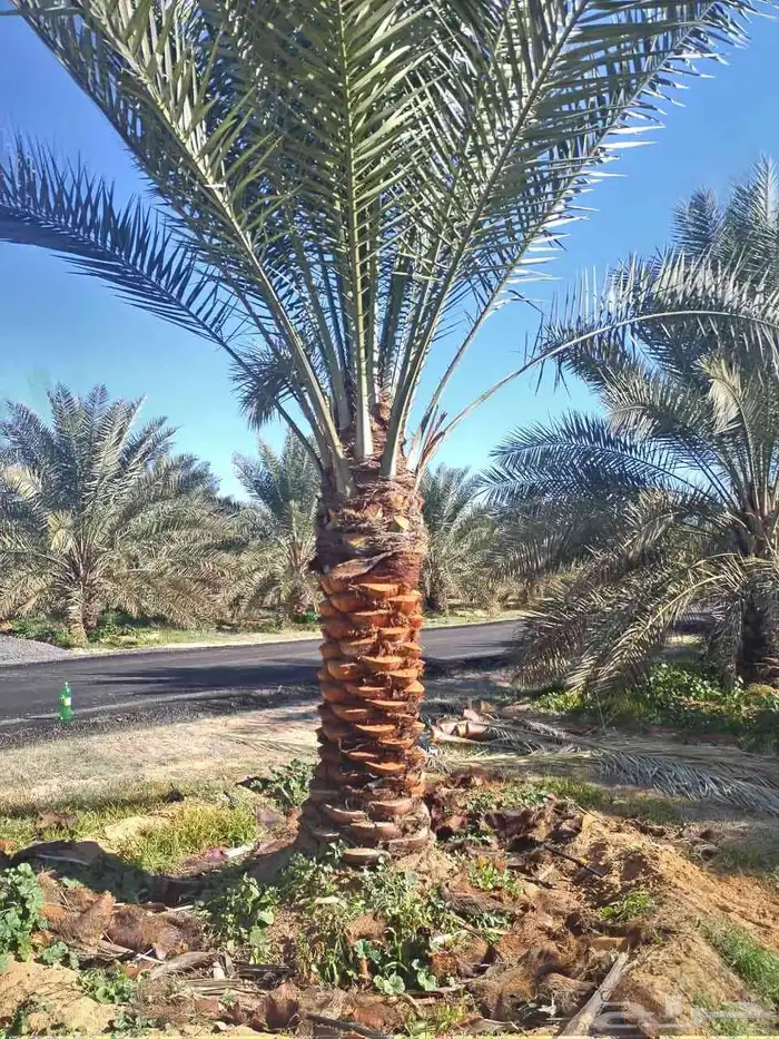 نخل للبيع 7