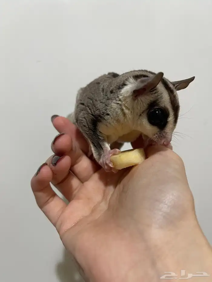 سناجب شوقر قلايدر جوز 0