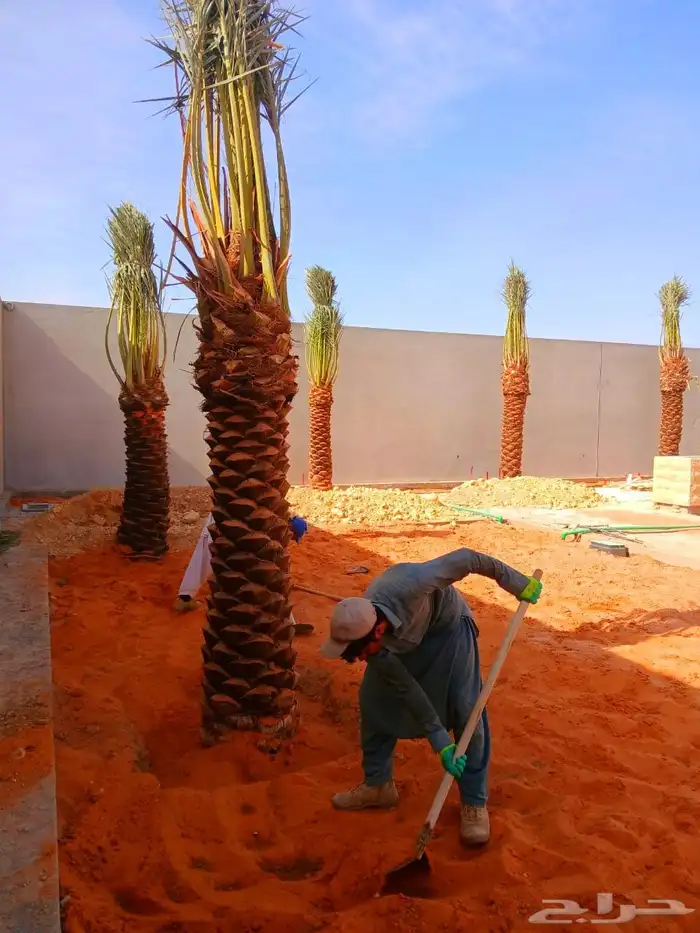 نخل مثمر نقايل جثايث نخل واشنطني اخلاص سكري برحي صقعي مجدول 5