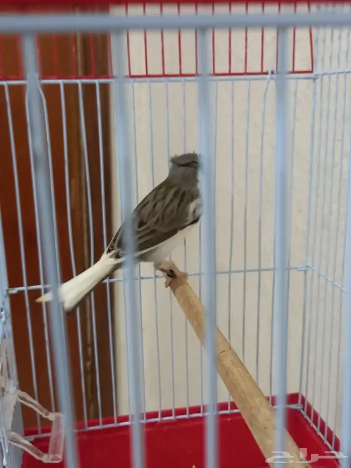 ذكر كناري دوبل كريست تغريد شرط 3